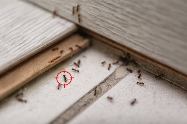 Insect Control in Farmington, MO