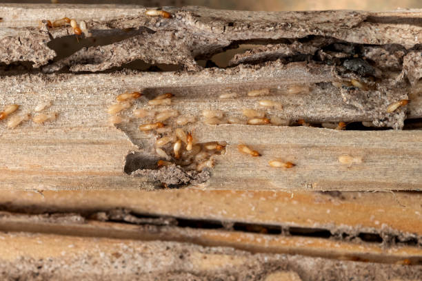 Best Best Pest Control Companies  in Farmington, MO